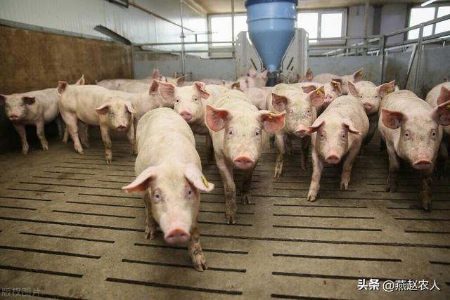 2022年養(yǎng)什么掙錢最快的2022養(yǎng)殖業(yè)什么最賺錢農(nóng)村插圖1