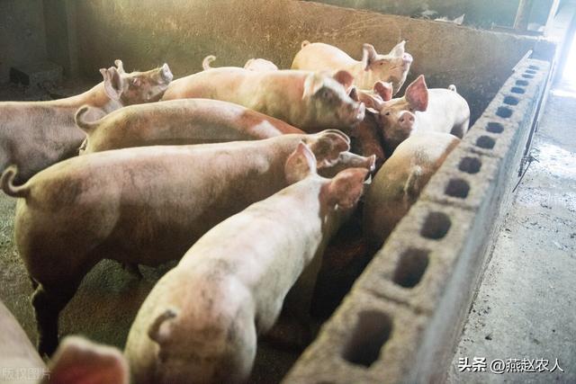 2022年養(yǎng)什么掙錢最快的2022養(yǎng)殖業(yè)什么最賺錢農(nóng)村插圖