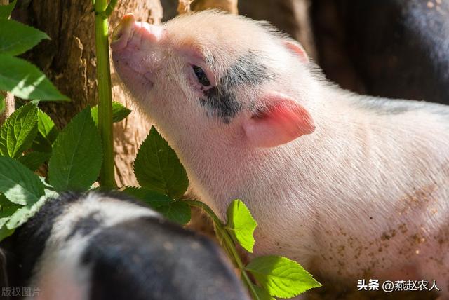 2022年養(yǎng)什么掙錢最快的2022養(yǎng)殖業(yè)什么最賺錢農(nóng)村插圖3