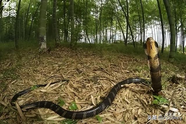 大蛇太難對付我堅持不住了有兩條蛇住進了我身體插圖1