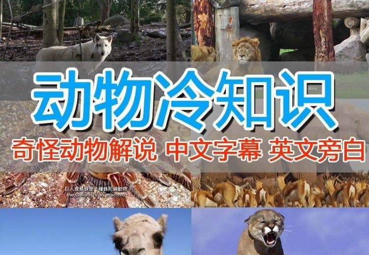 外面賣1699的國外紀錄片解說（動物解說、美食、動畫片）穩(wěn)過中視頻插圖