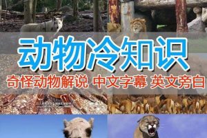 外面賣1699的國外紀錄片解說（動物解說、美食、動畫片）穩(wěn)過中視頻